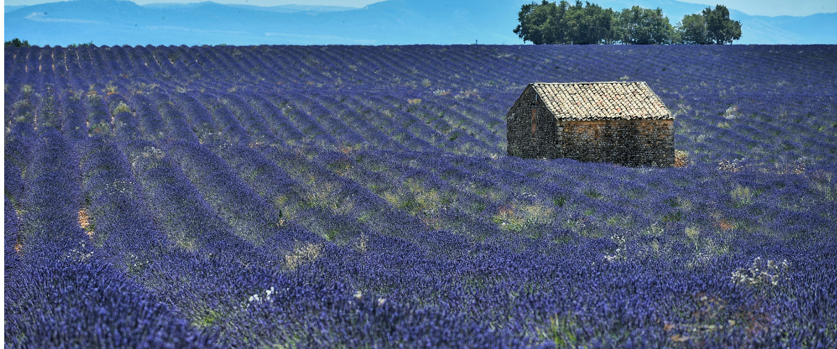lavendel lavendel